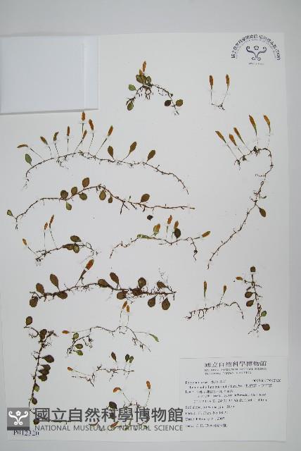 抱樹蕨、伏石蕨藏品圖，第1張