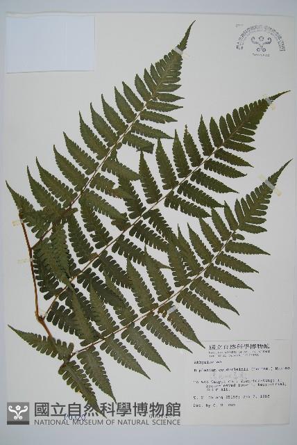 德氏雙蓋蕨藏品圖，第1張