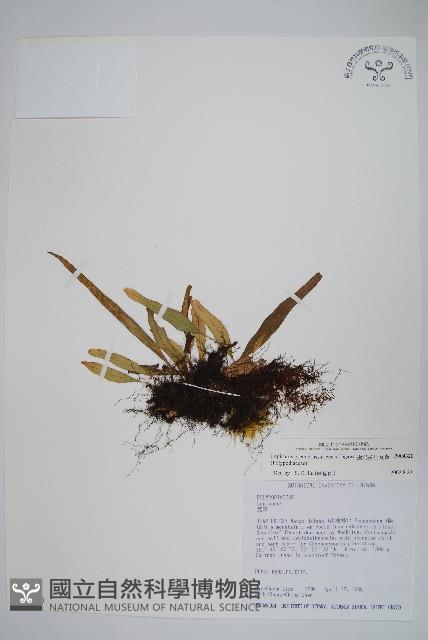 擬芨瓦葦藏品圖，第1張