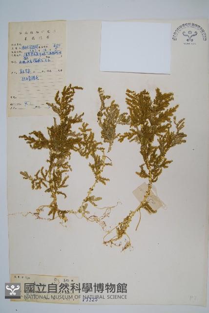 全緣卷柏藏品圖，第1張