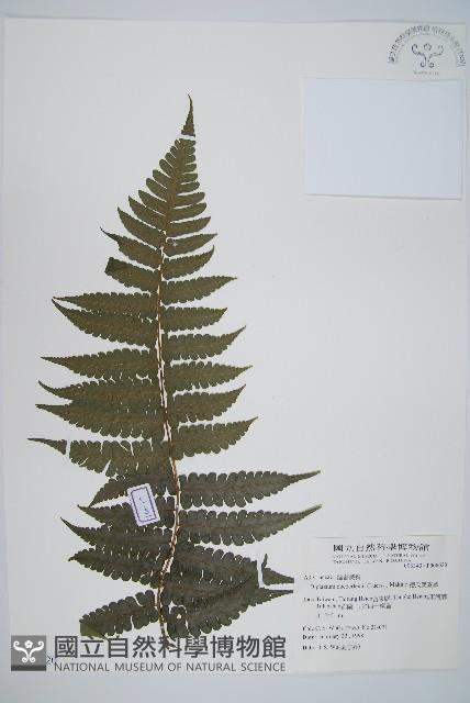 德氏雙蓋蕨藏品圖，第1張