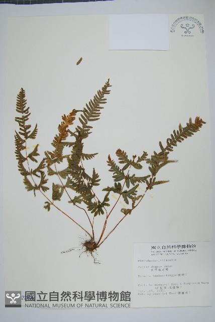 天草鳳尾蕨藏品圖，第1張