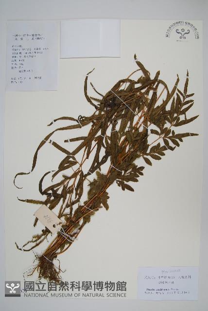 箭葉鳳尾蕨藏品圖，第1張