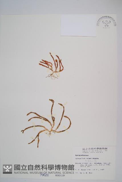 相馬氏石松藏品圖，第1張