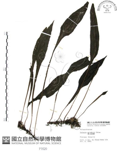 萊氏線蕨藏品圖，第1張