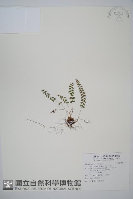 玉山耳蕨藏品圖，第1張