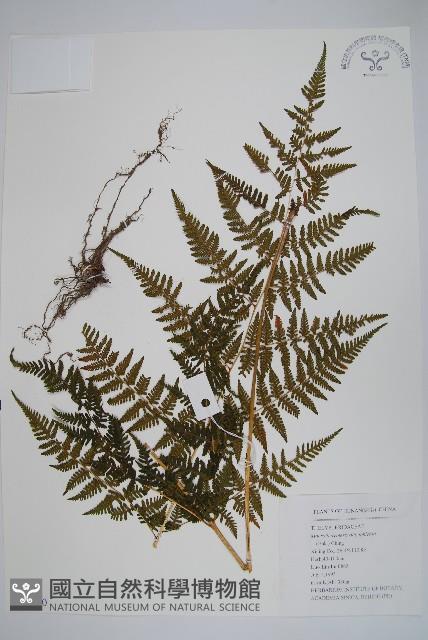 針毛蕨藏品圖，第1張