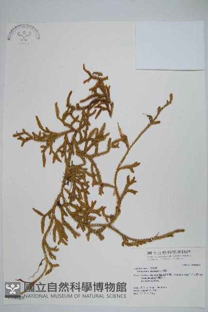 石松藏品圖，第1張