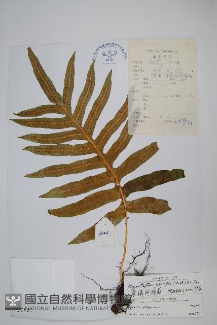 栗鱗假瘤蕨藏品圖，第1張