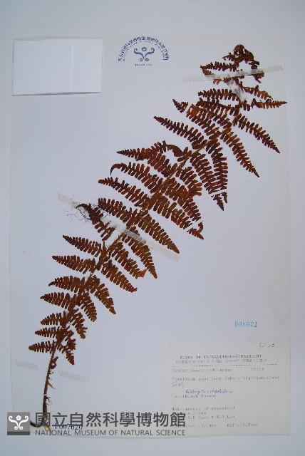 巒大蕨藏品圖，第1張