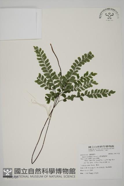 扇葉鐵線蕨藏品圖，第1張