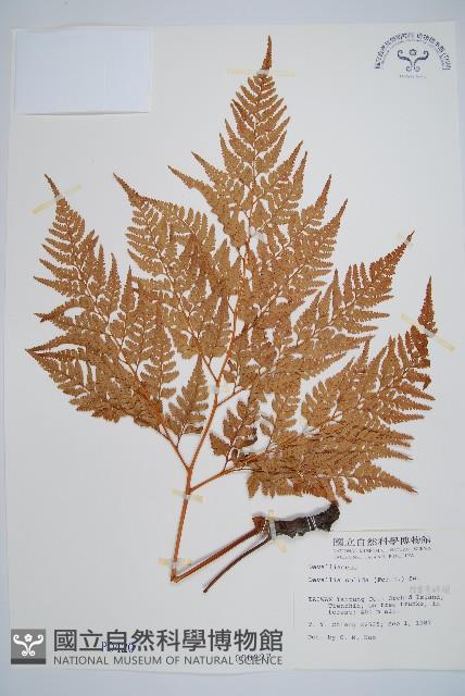 闊葉骨碎補藏品圖，第1張