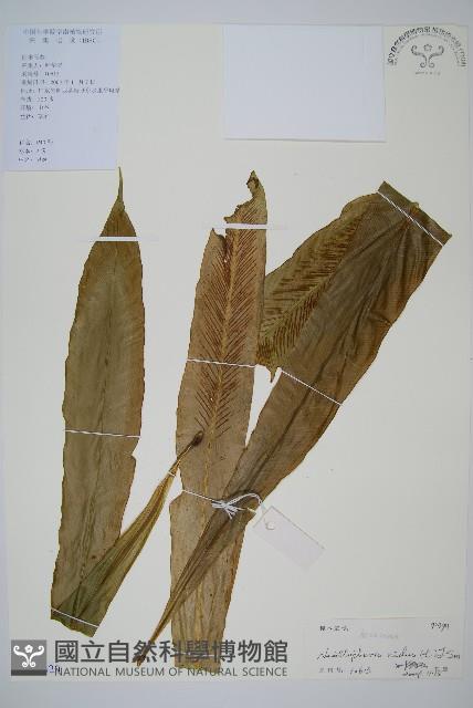 巢蕨藏品圖，第1張