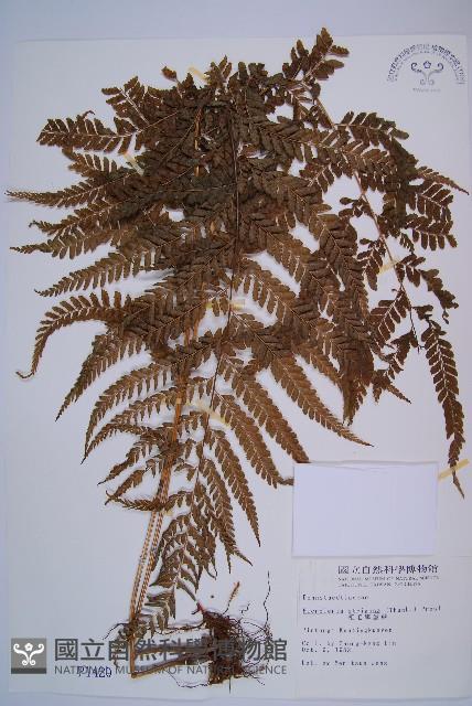 Accession Number:P001420 Collection Image, Figure 1, Total 5 Figures