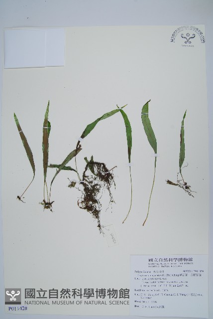 擬烏蘇里瓦葦藏品圖，第1張