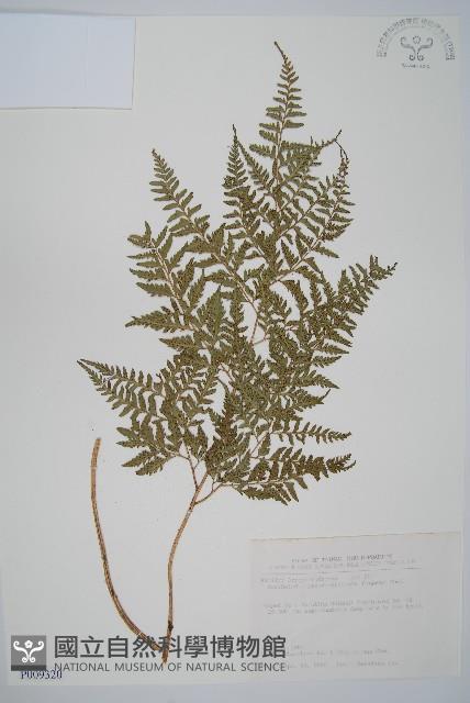 小葉複葉耳蕨藏品圖，第1張