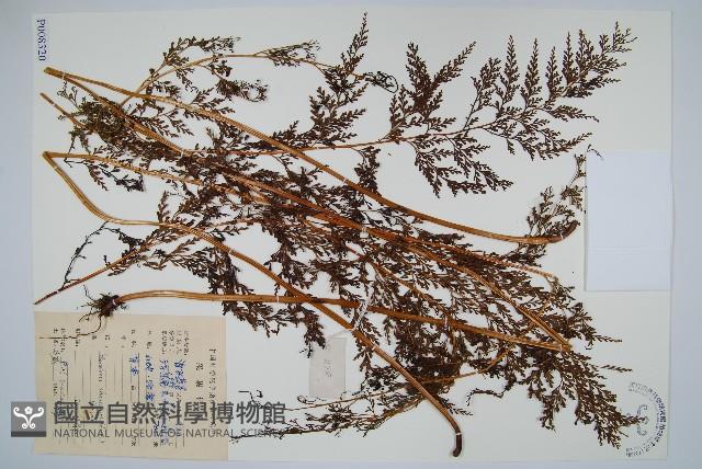 烏蕨藏品圖，第1張