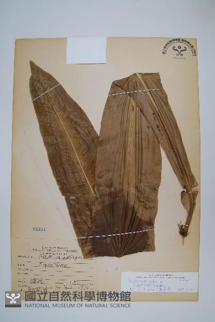 臺灣山蘇花藏品圖，第1張