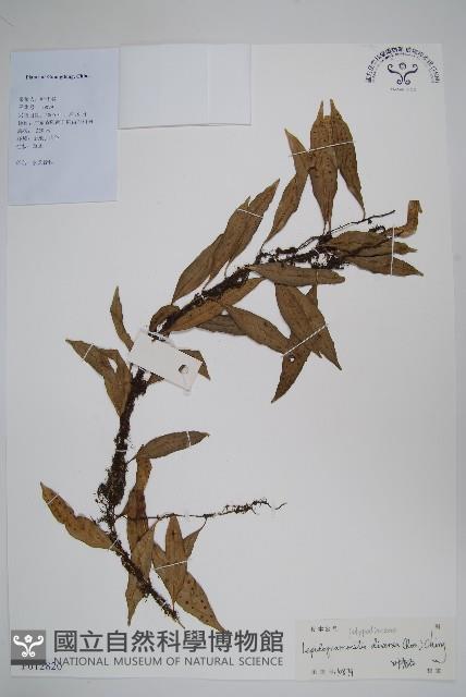 披針骨牌蕨藏品圖，第1張