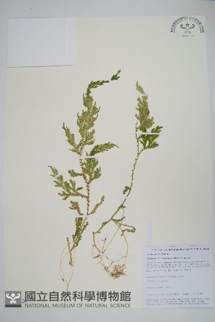 密葉卷柏藏品圖，第1張