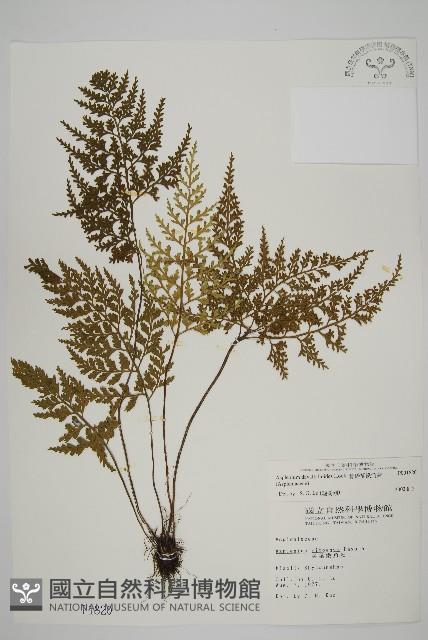 骨碎補鐵角蕨藏品圖，第1張