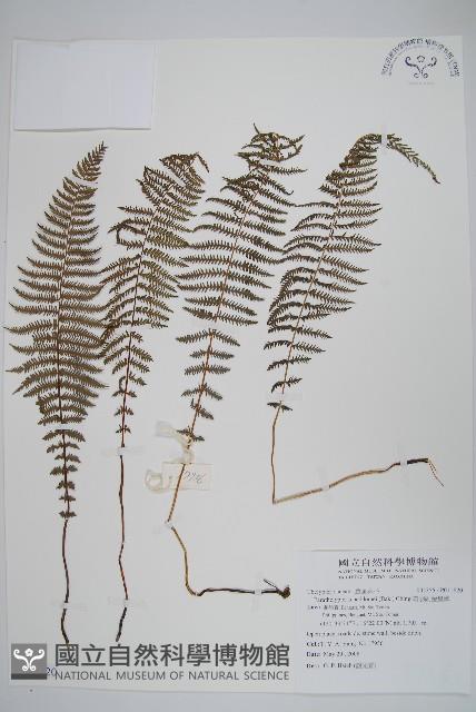 縮羽副金星蕨藏品圖，第1張