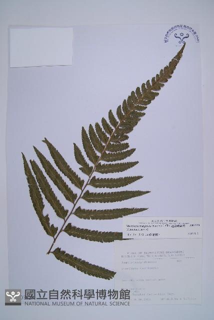 邊緣鱗蓋蕨藏品圖，第1張