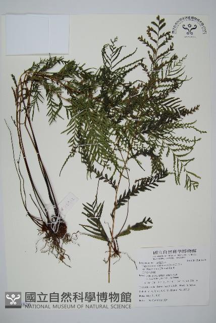 二羽達邊蕨藏品圖，第1張