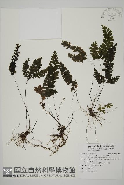 長尾鐵線蕨藏品圖，第1張