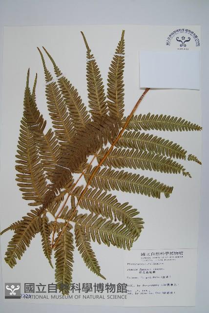 傅氏鳳尾蕨藏品圖，第1張
