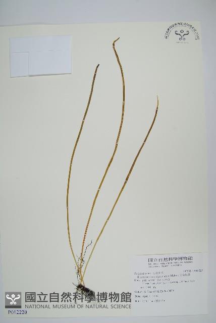 二條線蕨藏品圖，第1張