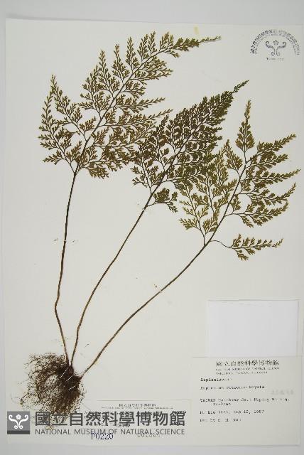 骨碎補鐵角蕨藏品圖，第1張