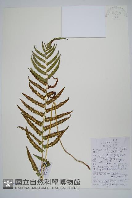 普通假毛蕨藏品圖，第1張