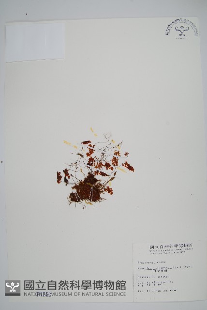 細葉蕗蕨藏品圖，第1張