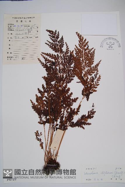 闊片鳥蕨藏品圖，第1張