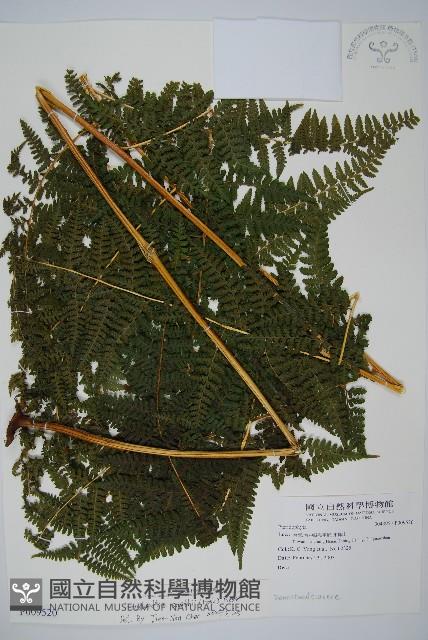 司氏碗蕨藏品圖，第1張