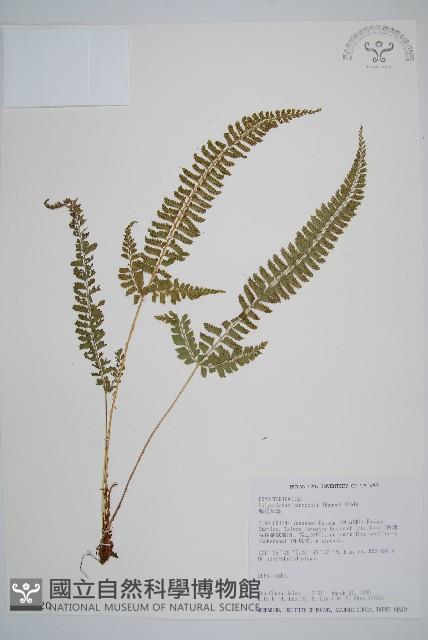 韓氏耳蕨藏品圖，第1張