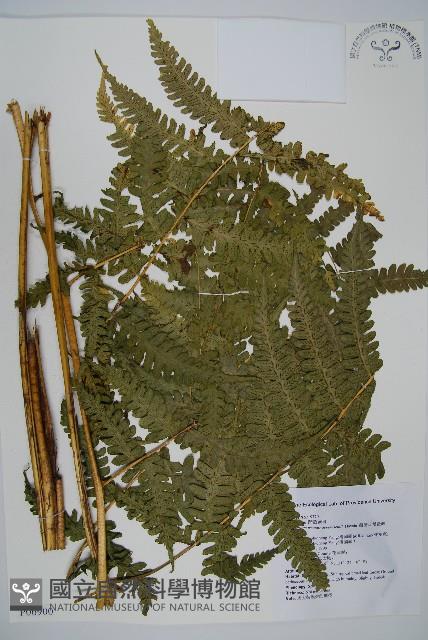 擬德氏雙蓋蕨藏品圖，第1張