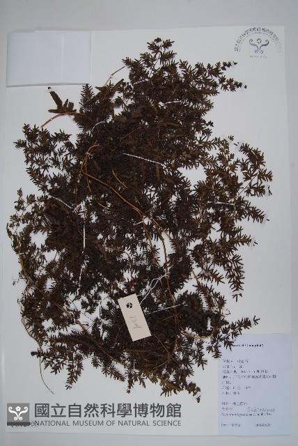 海金沙藏品圖，第1張