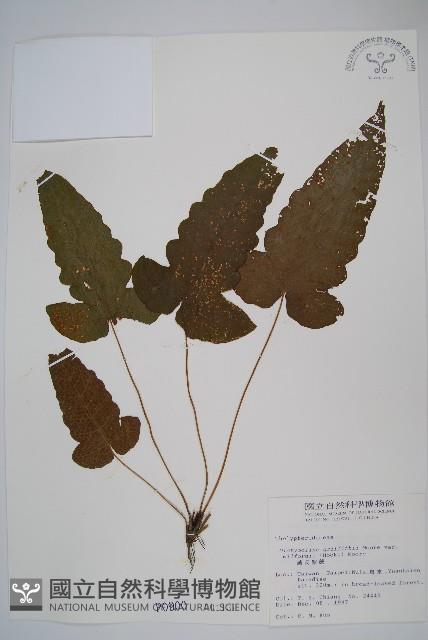 威氏聖蕨藏品圖，第1張