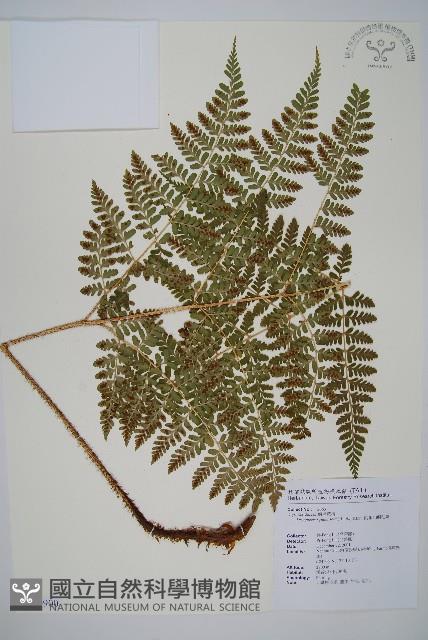 阿里山鱗毛蕨藏品圖，第1張