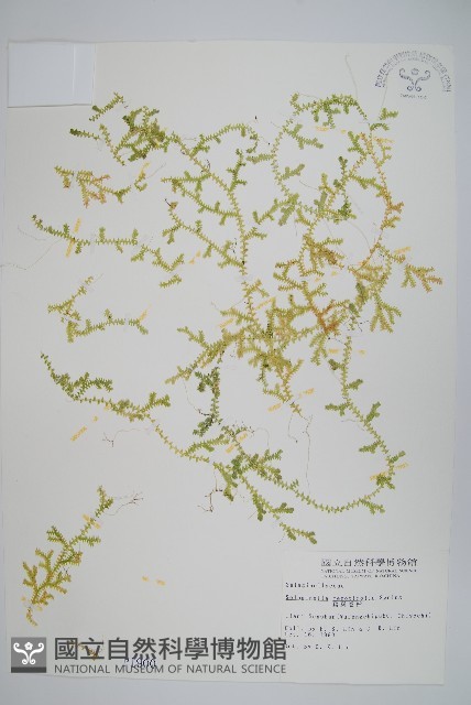 疏葉卷柏藏品圖，第1張