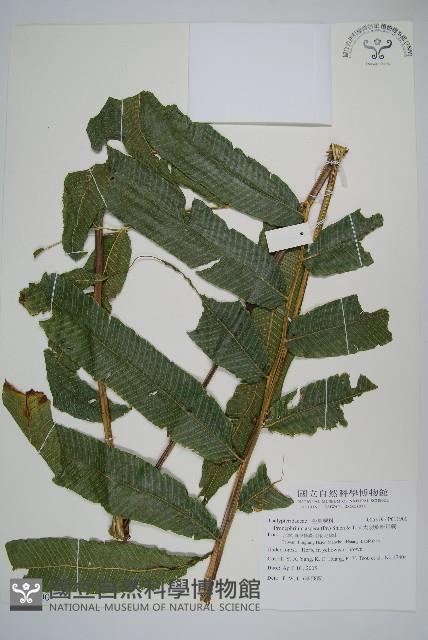 大羽葉新月蕨藏品圖，第1張