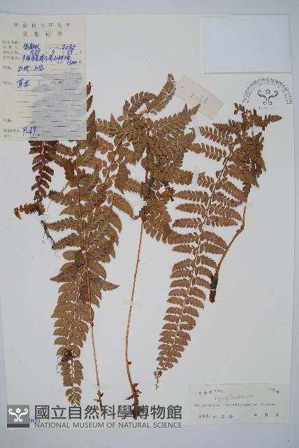 長羽芽孢耳蕨藏品圖，第1張