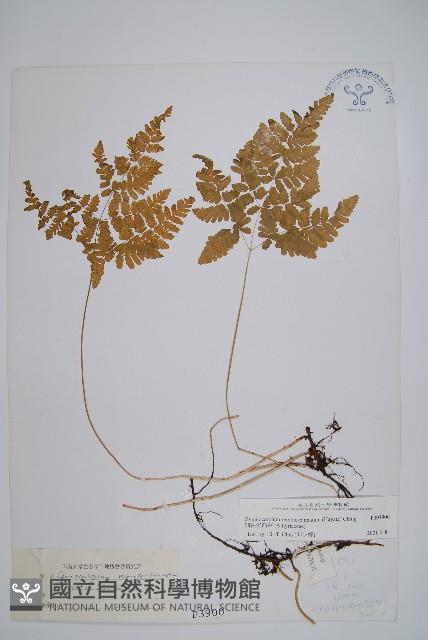 細裂羽節蕨藏品圖，第1張