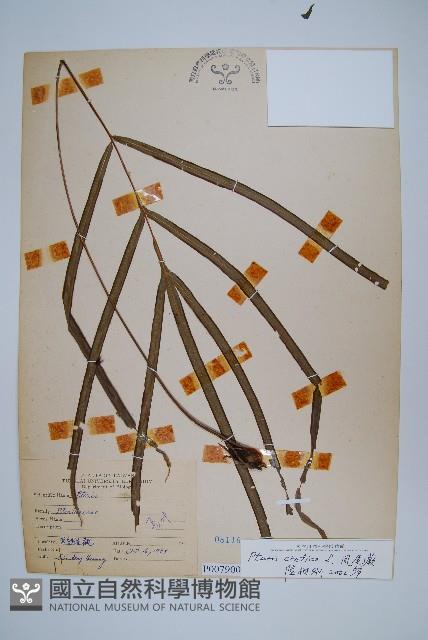 大葉鳳尾蕨藏品圖，第1張