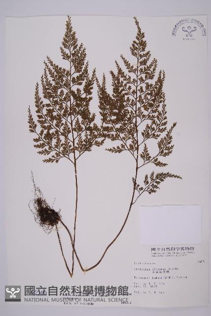 骨碎補鐵角蕨藏品圖，第1張