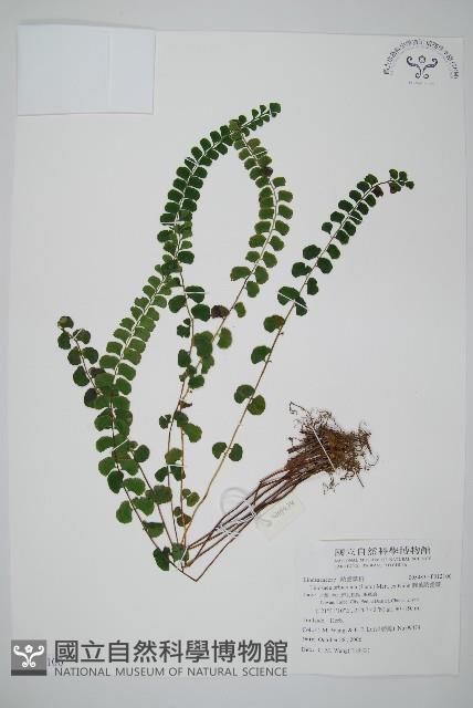 圓葉陵齒蕨藏品圖，第1張