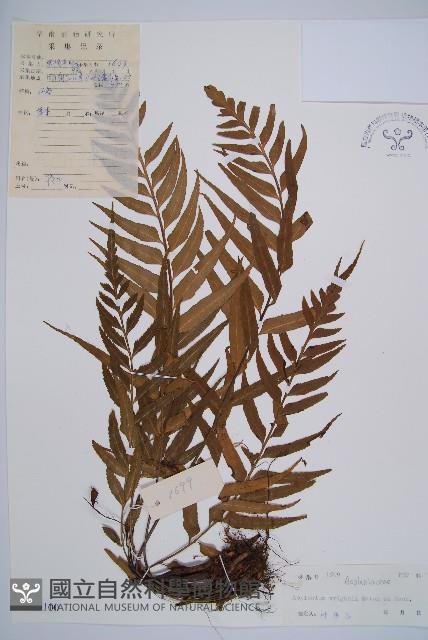 萊氏鐵角蕨藏品圖，第1張