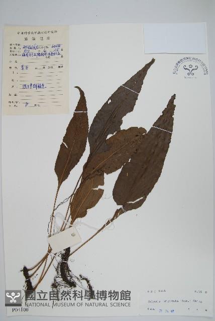 掌葉線蕨藏品圖，第1張